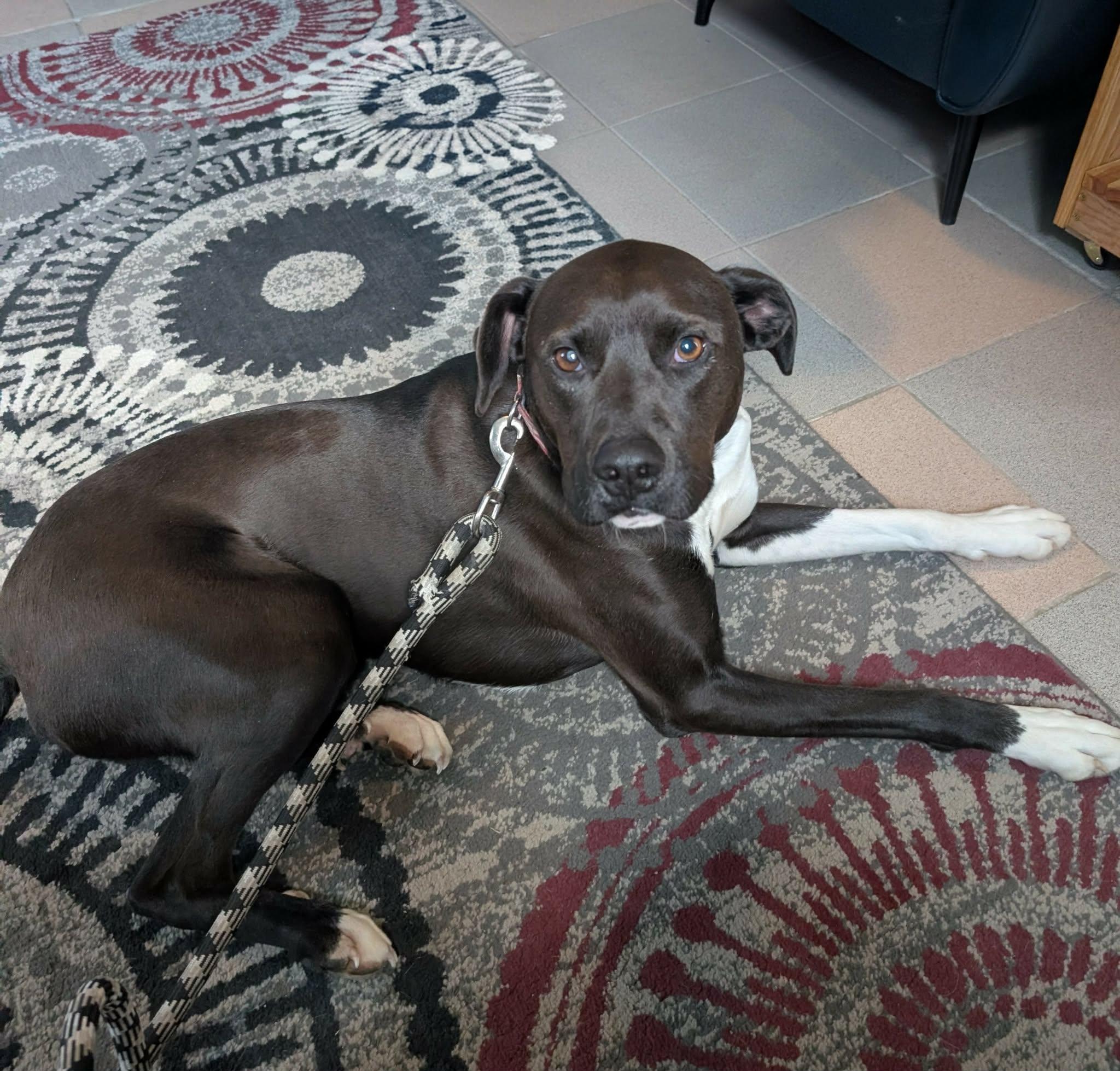 Enlarge Ralphie, a ADOPTABLE mixed breed in Maybrook, NY image 5/6