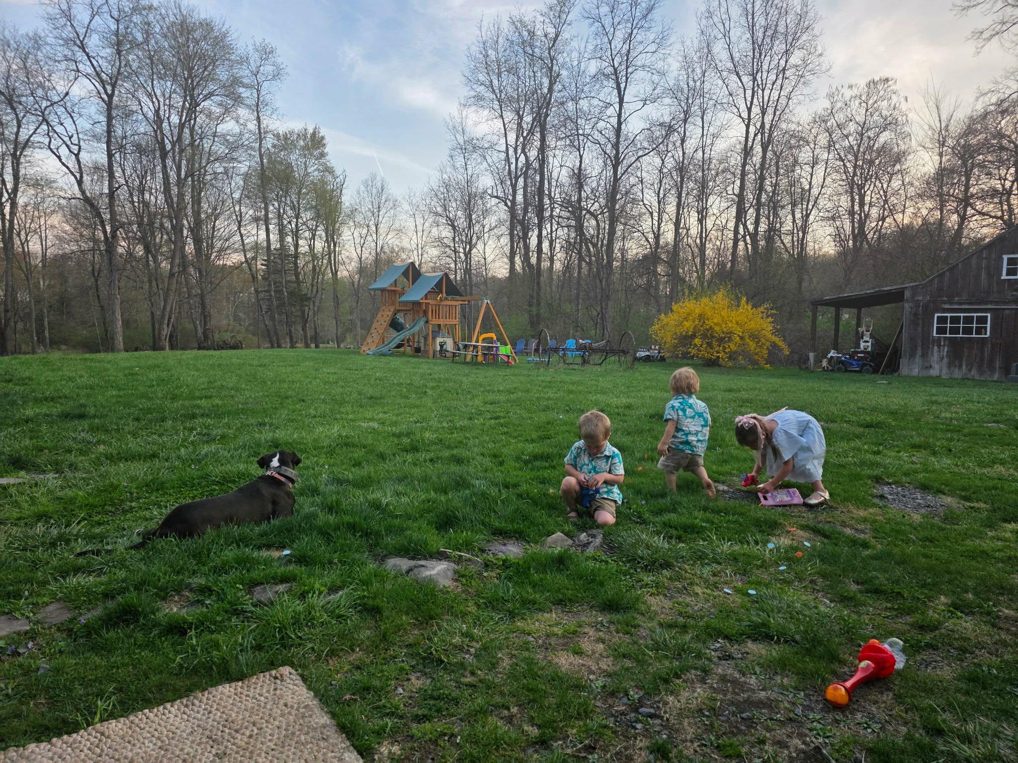 Enlarge Ralphie, a ADOPTABLE mixed breed in Maybrook, NY image 4/6