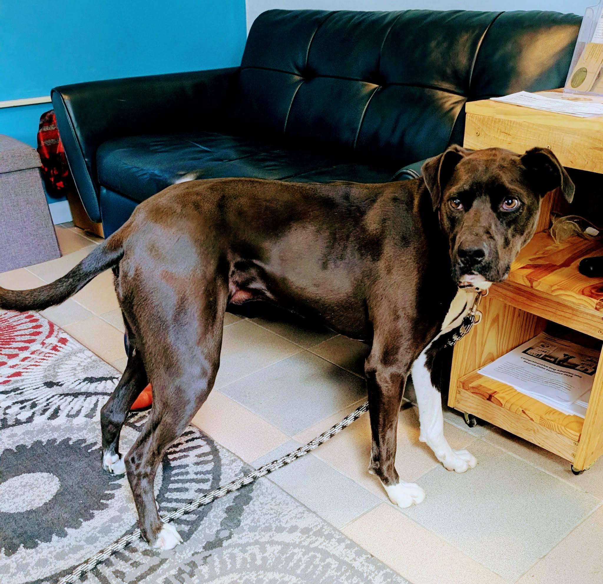 Enlarge Ralphie, a ADOPTABLE mixed breed in Maybrook, NY image 3/6