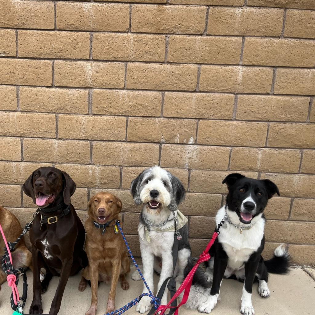 Shadow, Adoptable, Adult Female Border Collie.