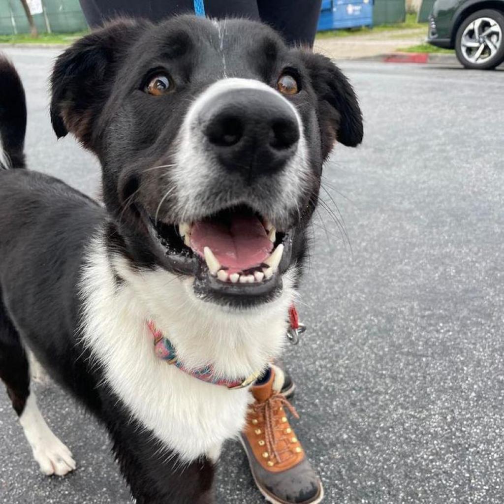 Enlarge Shadow, a Adoptable mixed breed in Oceanside, CA image 2/6