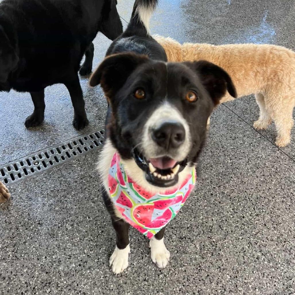 Enlarge Shadow, a Adoptable mixed breed in Oceanside, CA image 4/6