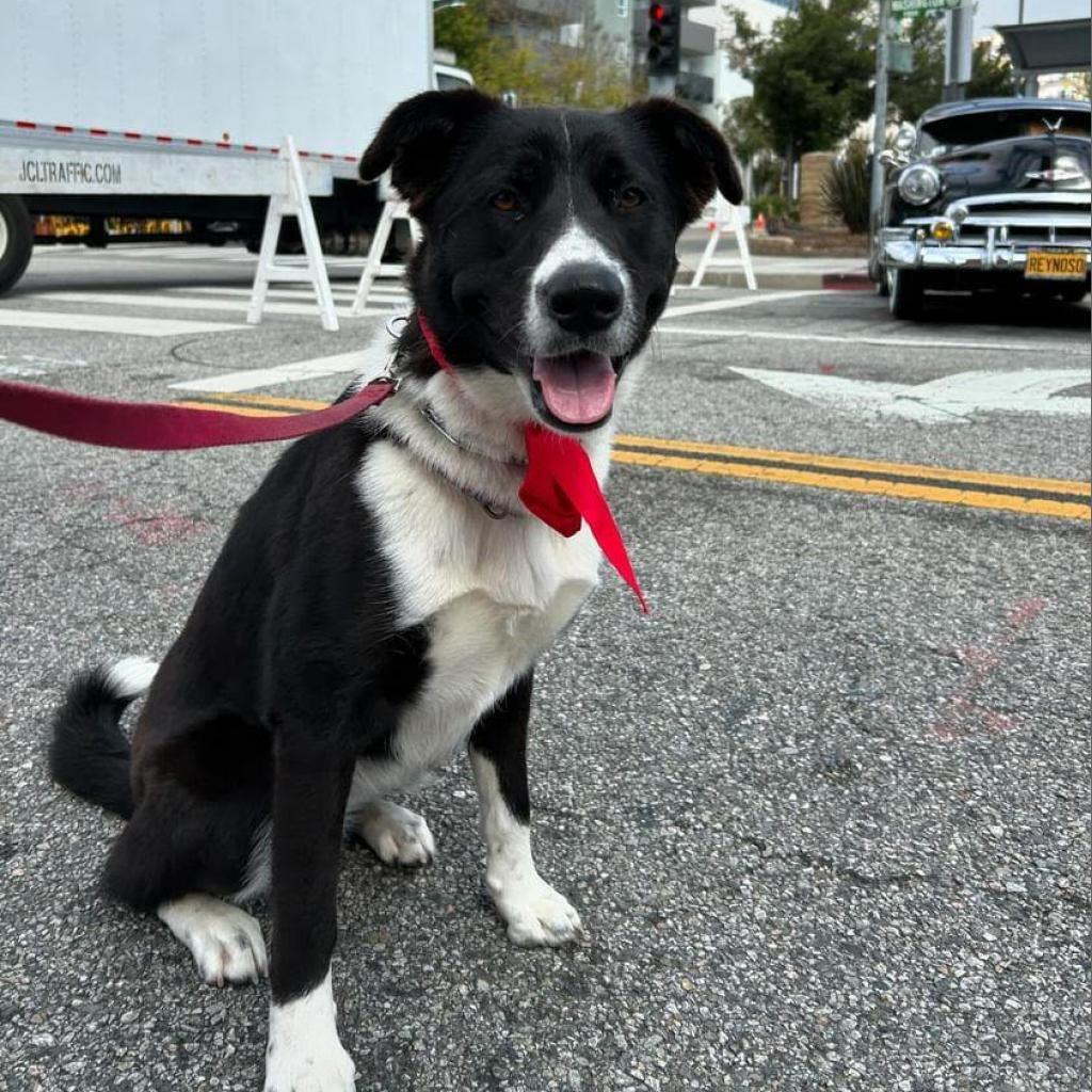 Enlarge Shadow, a Adoptable mixed breed in Oceanside, CA image 5/6