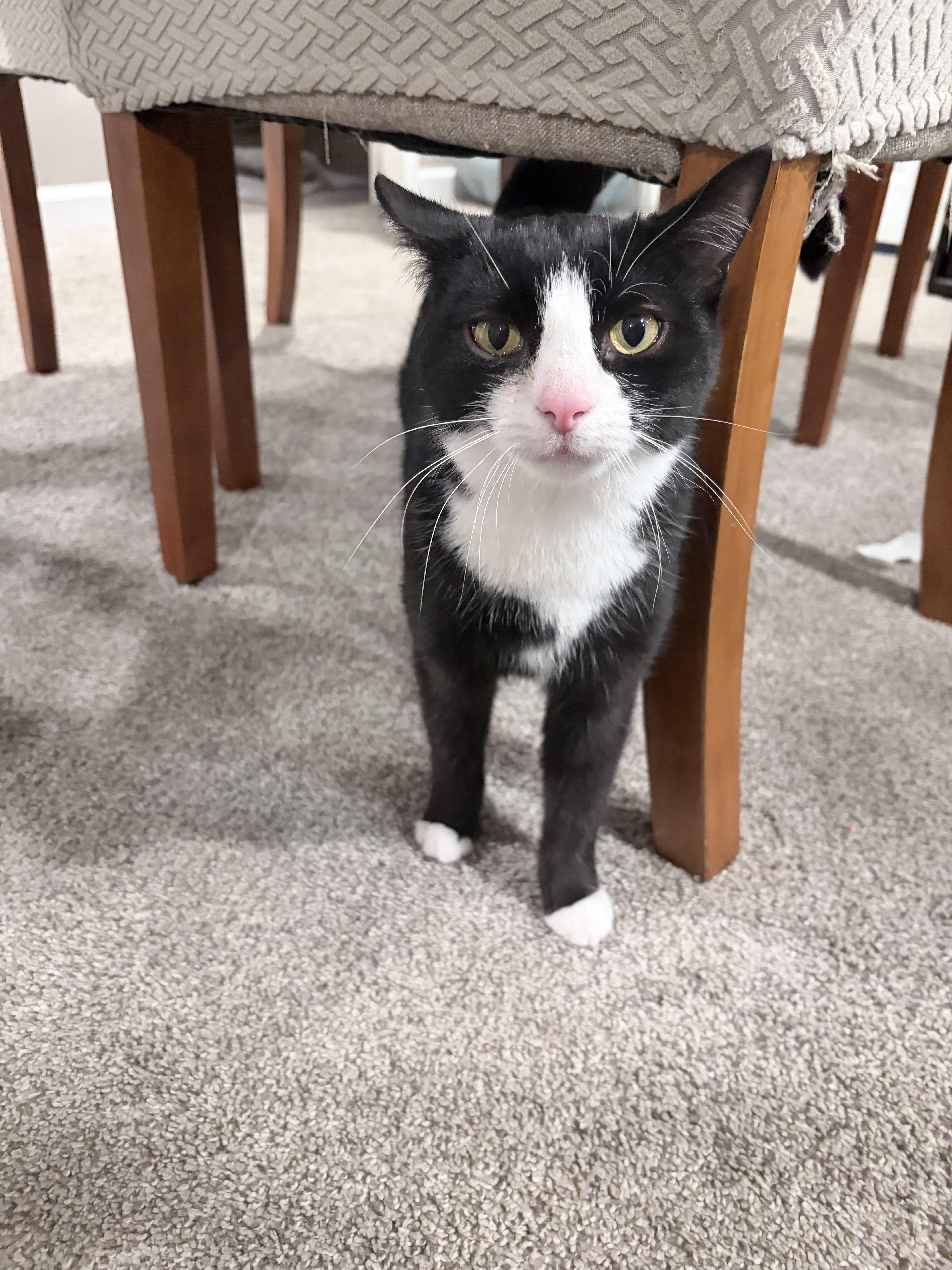 Enlarge Doug, an adoptable Domestic Short Hair in Pittsburgh, PA image 5/5