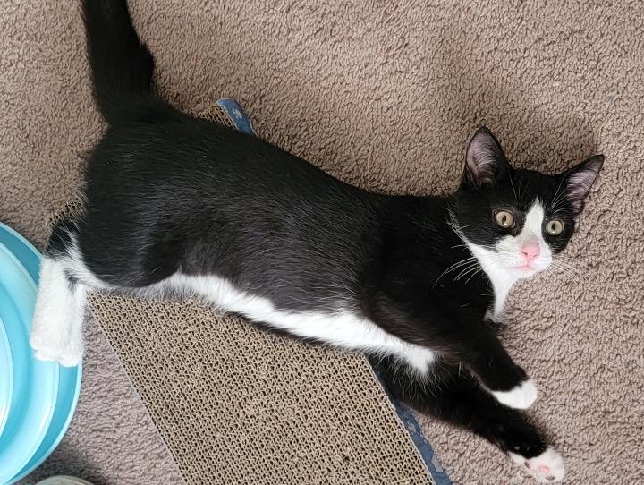 Enlarge Doug, an adoptable Domestic Short Hair in Pittsburgh, PA image 3/5