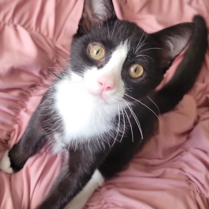 Enlarge Doug, an adoptable Domestic Short Hair in Pittsburgh, PA image 2/5