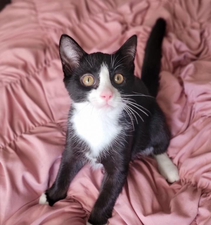 Enlarge Doug, an adoptable Domestic Short Hair in Pittsburgh, PA image 4/5