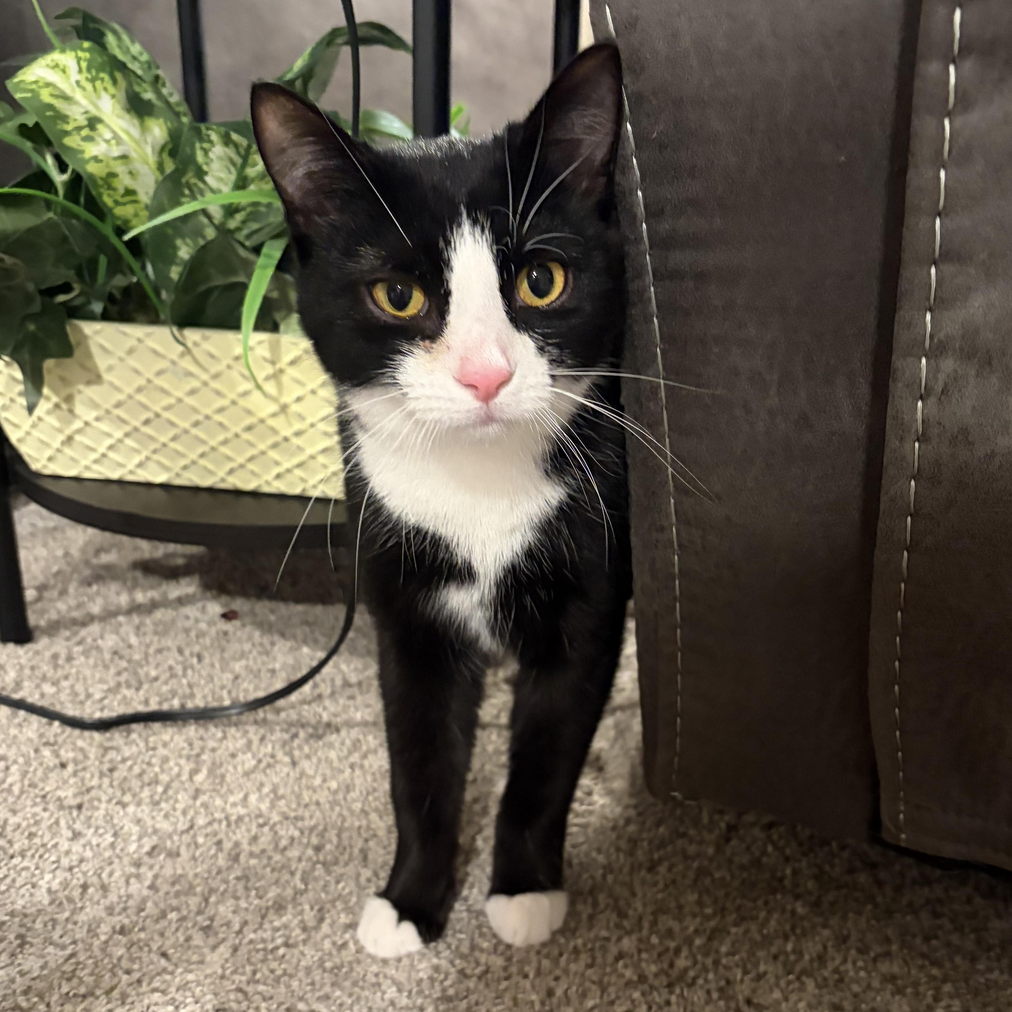 Enlarge Doug, an adoptable Domestic Short Hair in Pittsburgh, PA image 1/5