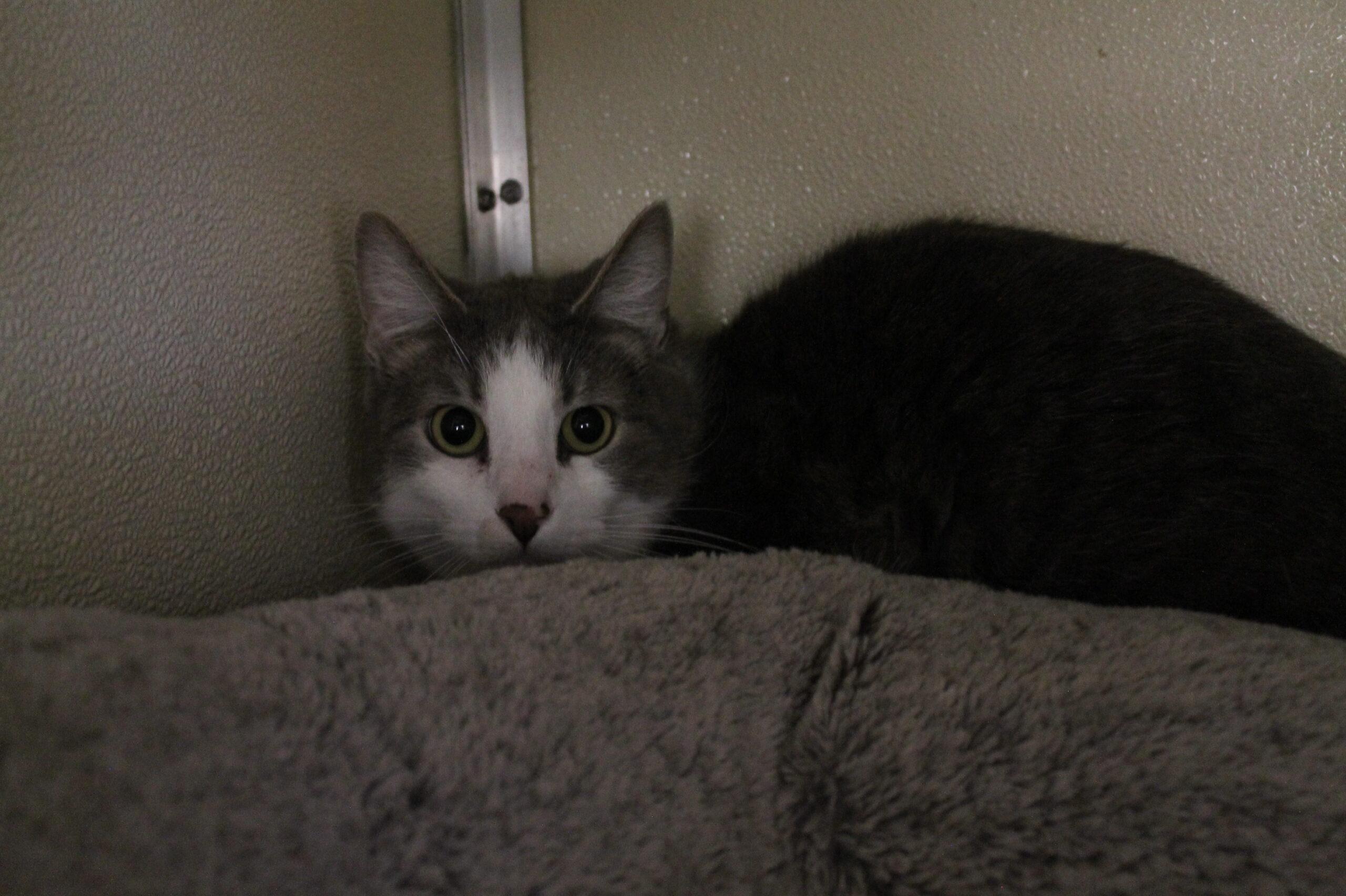 Enlarge Fox, a ADOPTABLE mixed breed in McCall, ID image 1/1