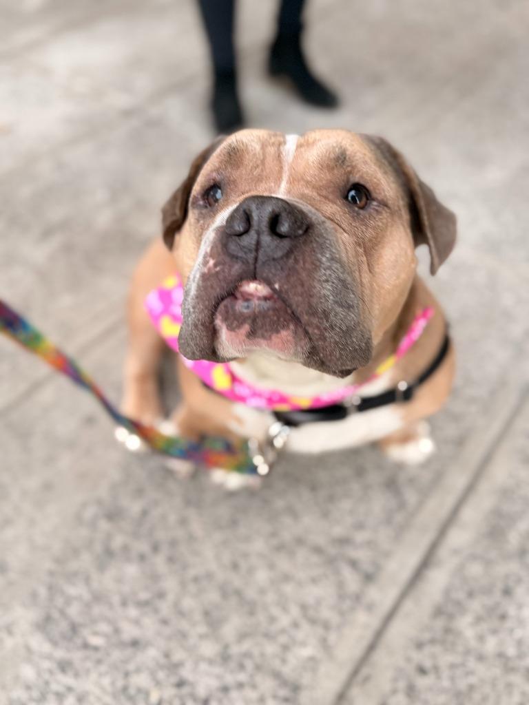 Marge, Adoptable, Adult Female Mixed Breed.