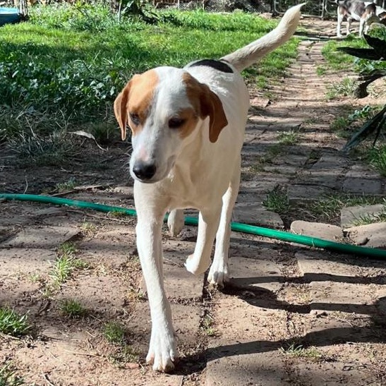 Spot, adopted, Young Male Beagle & Jack Russell Terrier.