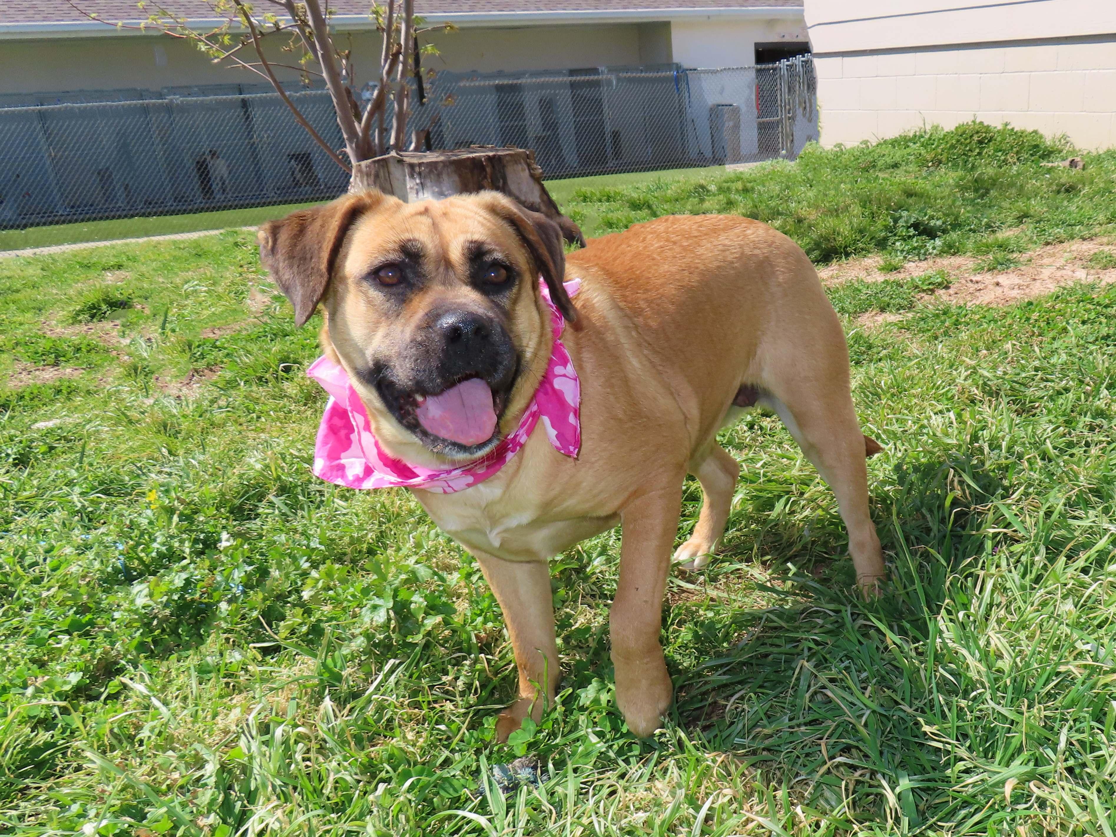 Enlarge Molly  25C-229B, a ADOPTABLE mixed breed in Rogers, AR image 2/5