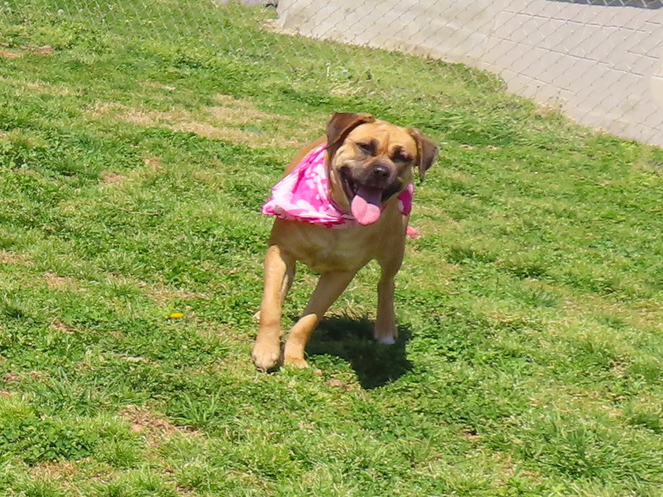 Enlarge Molly  25C-229B, a ADOPTABLE mixed breed in Rogers, AR image 5/5