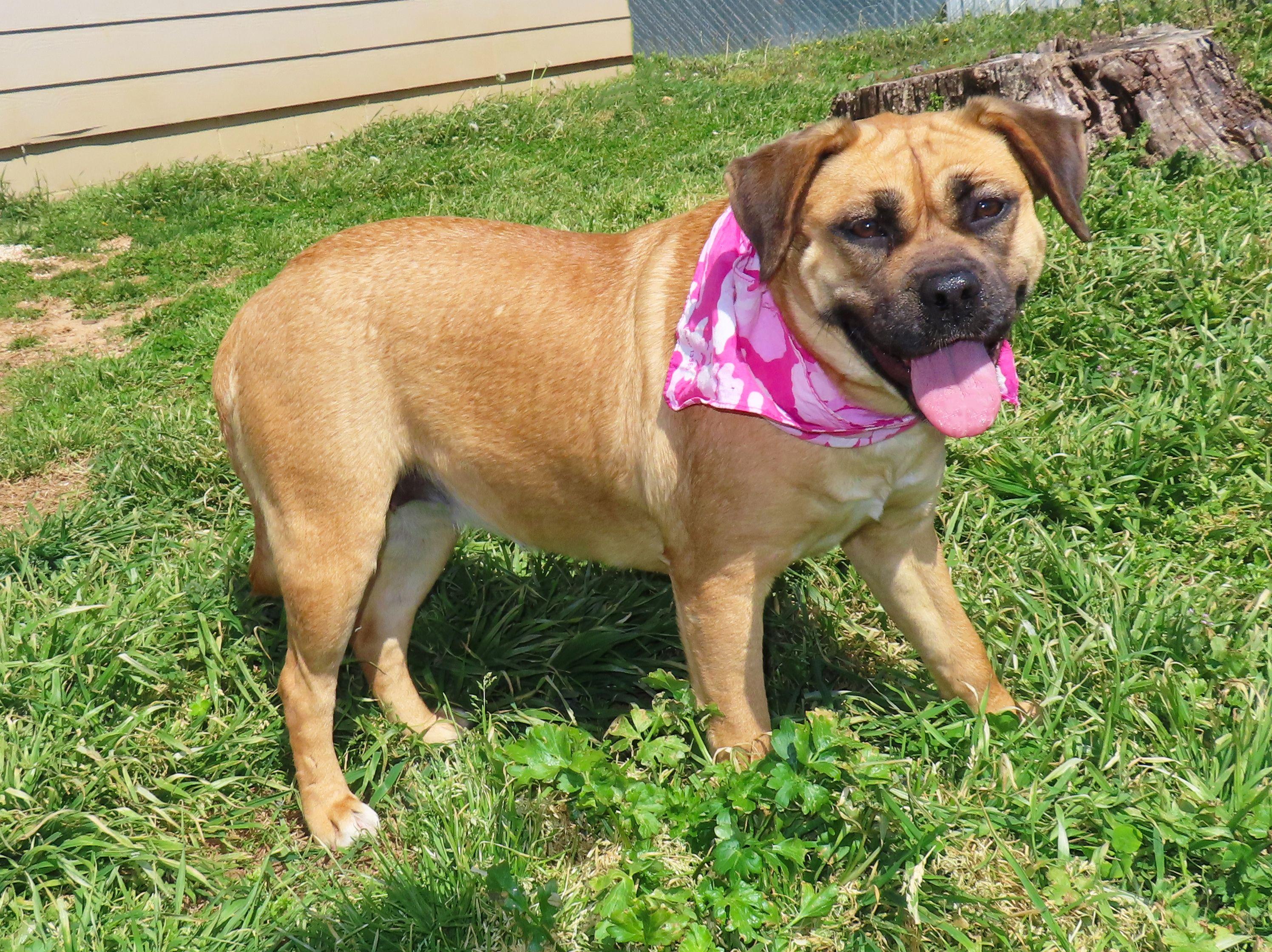 Enlarge Molly  25C-229B, a ADOPTABLE mixed breed in Rogers, AR image 4/5