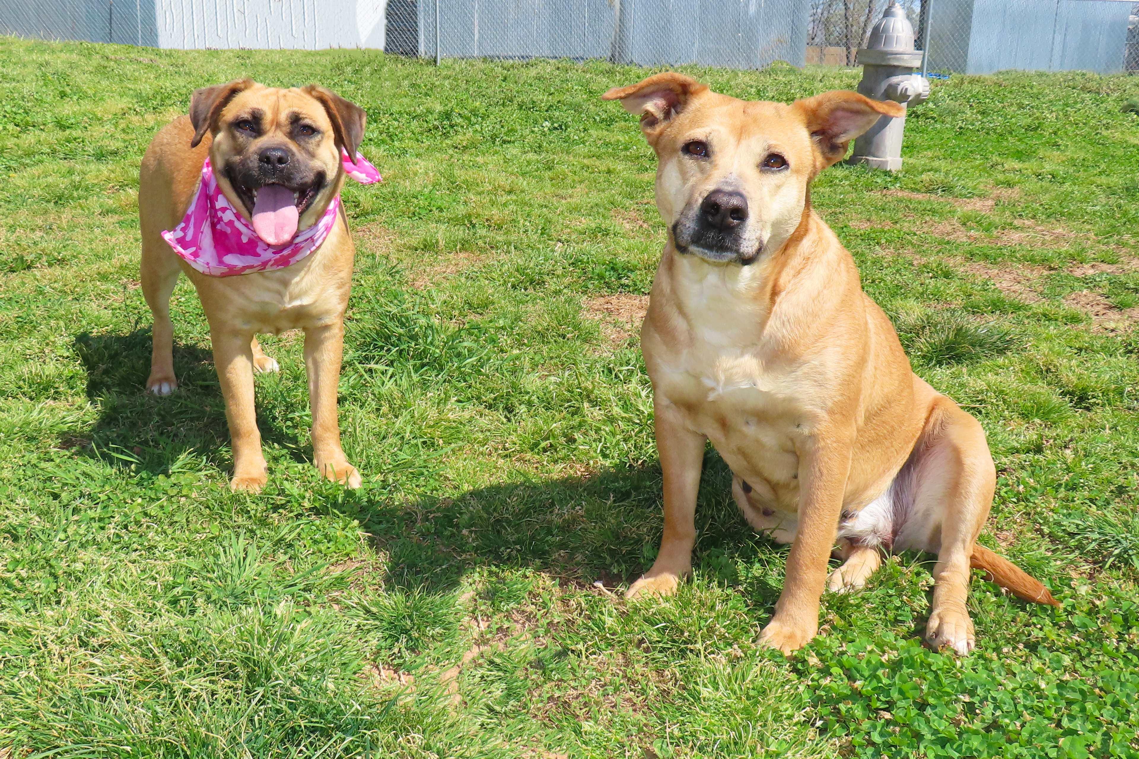 Enlarge Molly  25C-229B, a ADOPTABLE mixed breed in Rogers, AR image 3/5