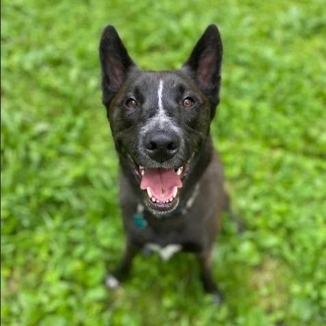 Enlarge Elsie, a Adoptable mixed breed in Chaska, MN image 1/6
