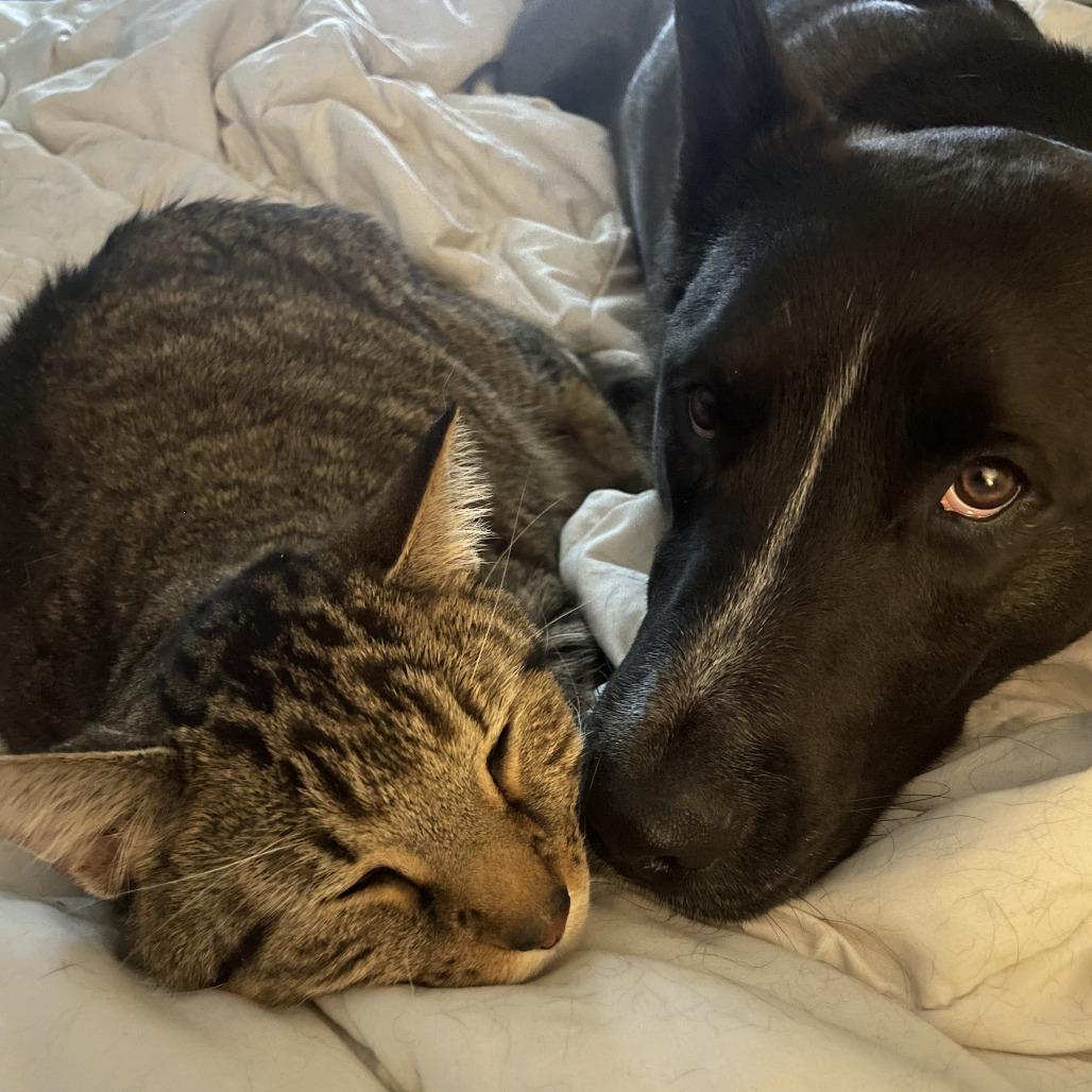 Enlarge Elsie, a Adoptable mixed breed in Chaska, MN image 2/6