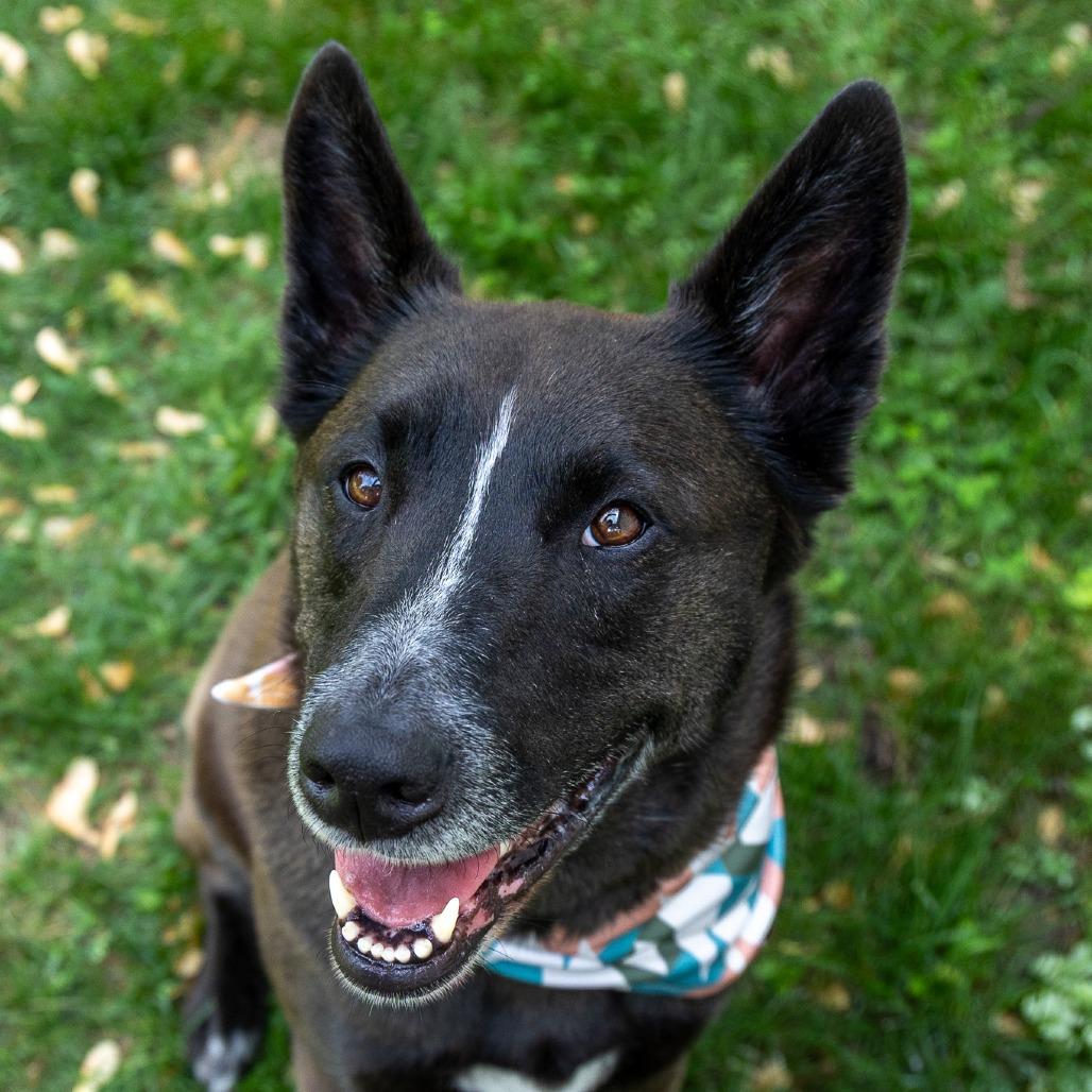 Elsie, a Adoptable mixed breed in Chaska, MN image 2/6