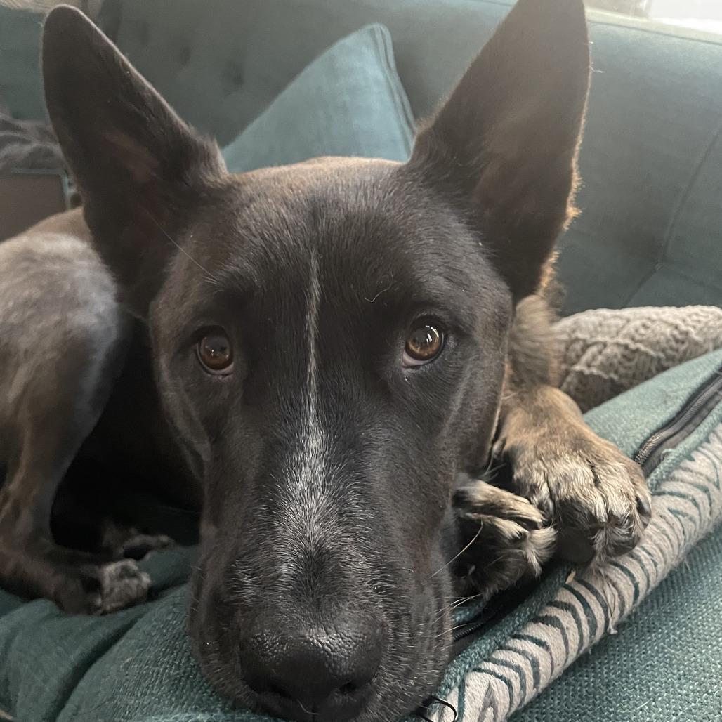 Enlarge Elsie, a Adoptable mixed breed in Chaska, MN image 3/6