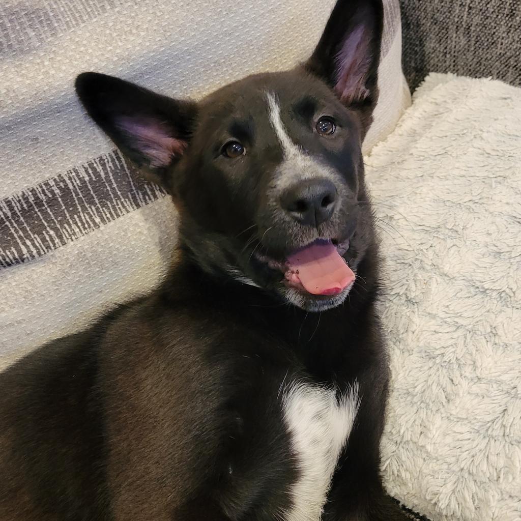 Enlarge Elsie, a Adoptable mixed breed in Chaska, MN image 4/6