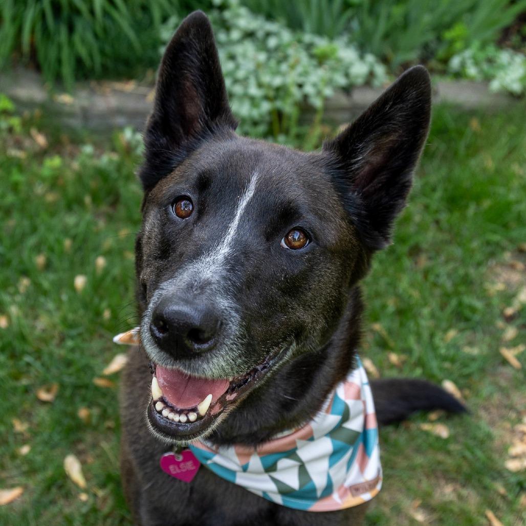 Elsie, a Adoptable mixed breed in Chaska, MN image 5/6