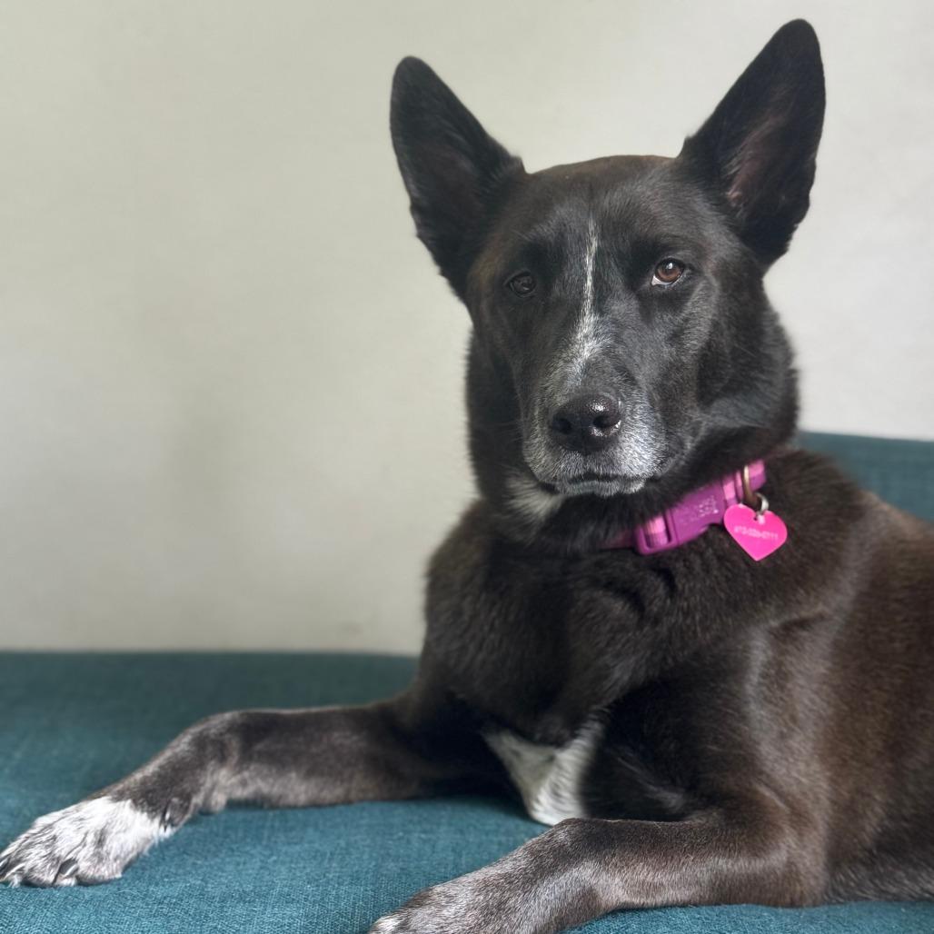 Enlarge Elsie, a Adoptable mixed breed in Chaska, MN image 5/6