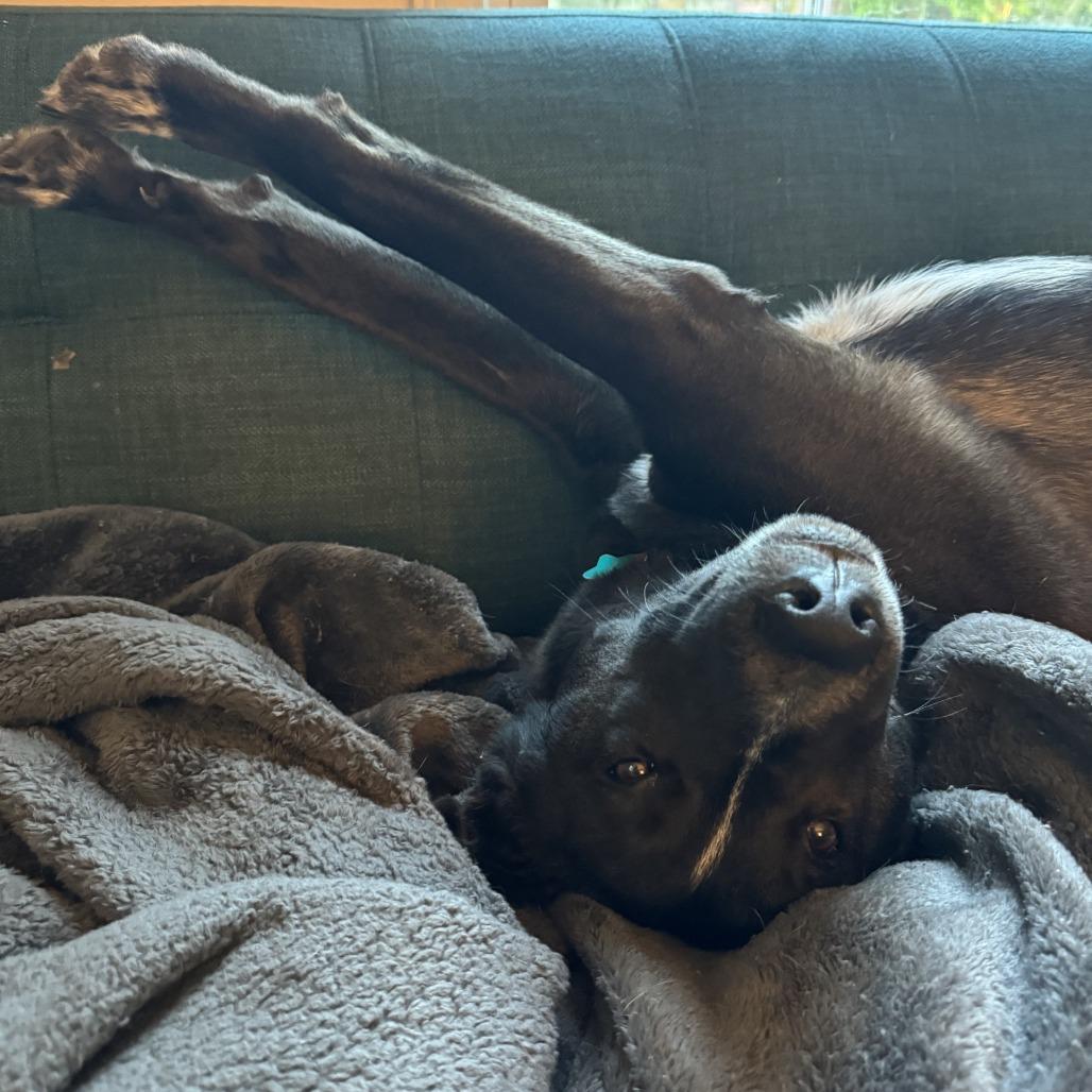 Enlarge Elsie, a Adoptable mixed breed in Chaska, MN image 6/6