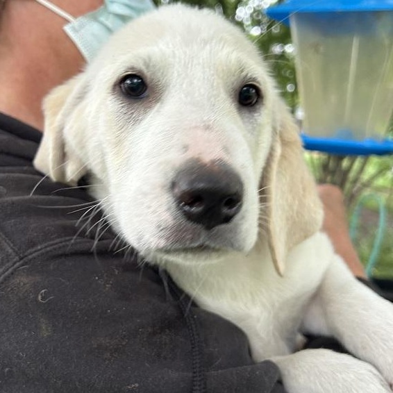 Enlarge Fettuccine, an adoption pending mixed breed in Bothell, WA image 3/6