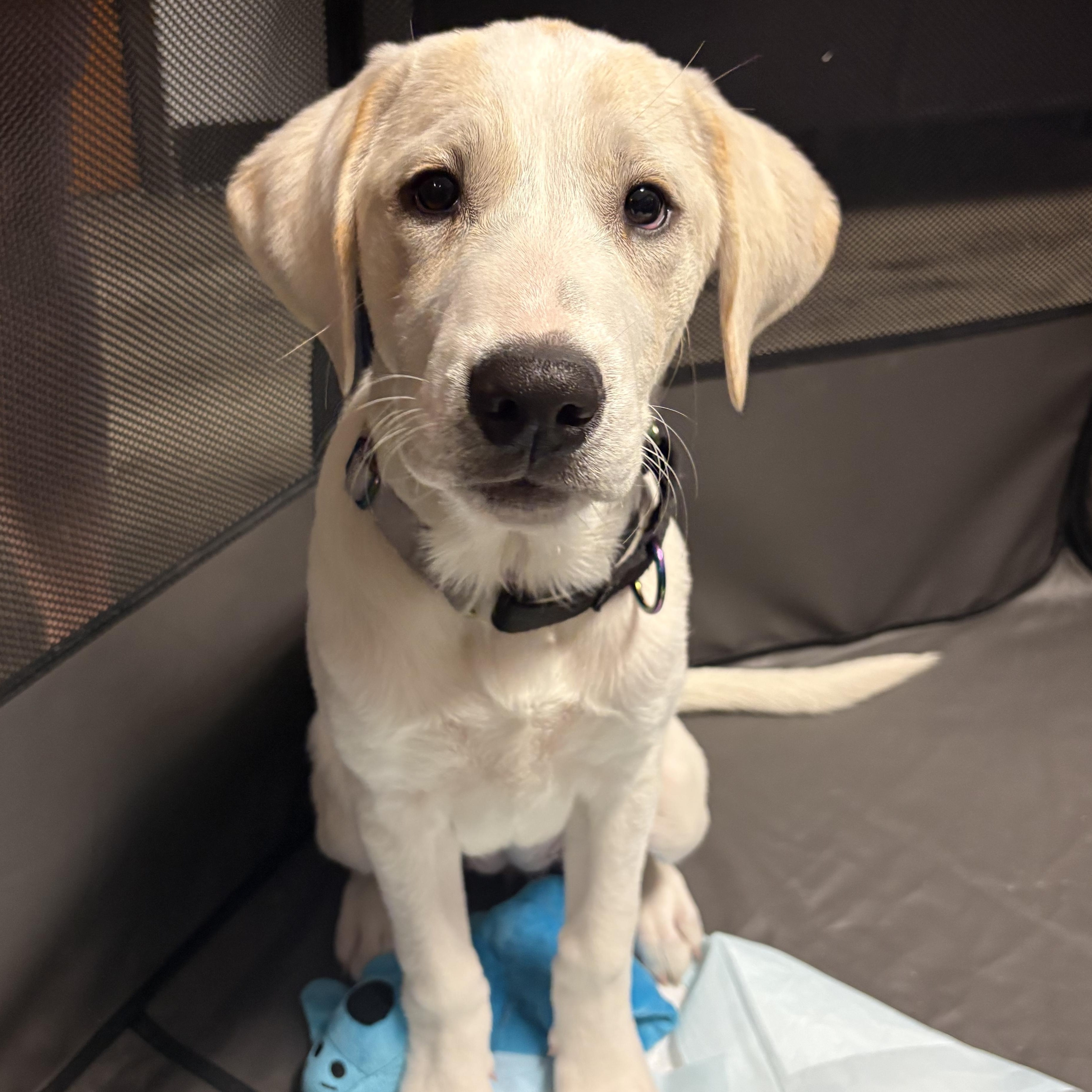 Enlarge Fettuccine, an adoption pending mixed breed in Bothell, WA image 4/6