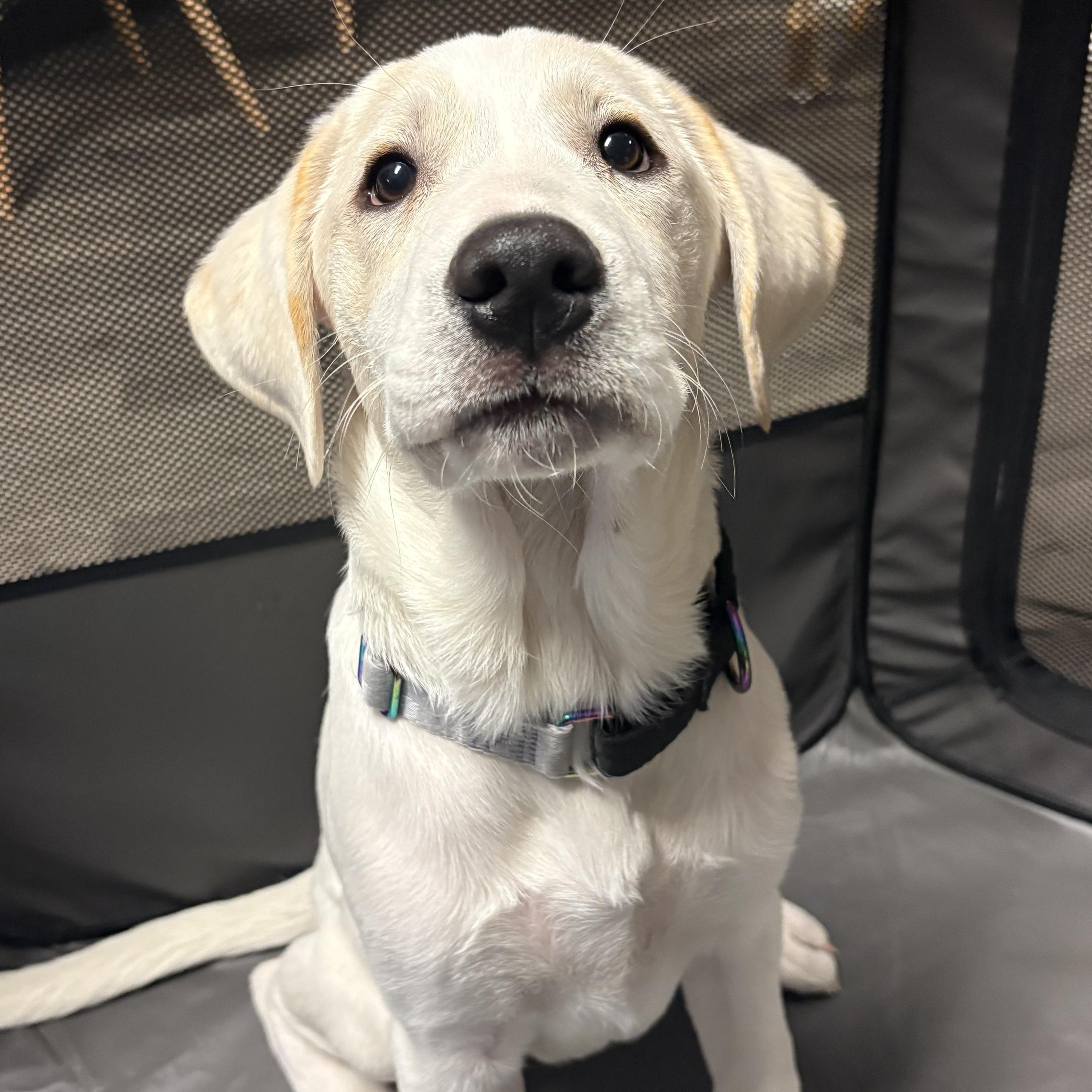 Enlarge Fettuccine, an adoption pending mixed breed in Bothell, WA image 1/6