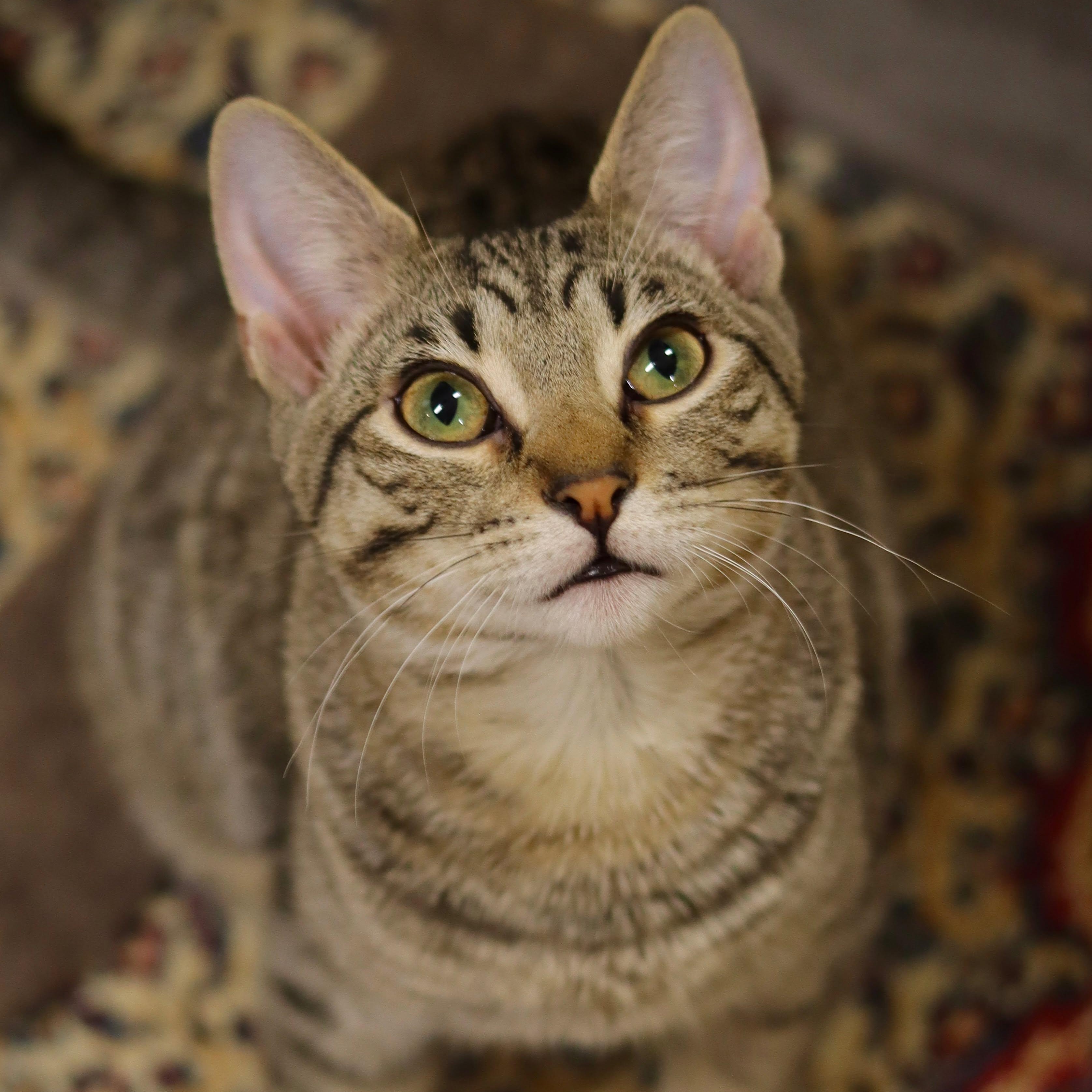 Enlarge Mo, a Adoptable Domestic Short Hair in Owatonna, MN image 2/6