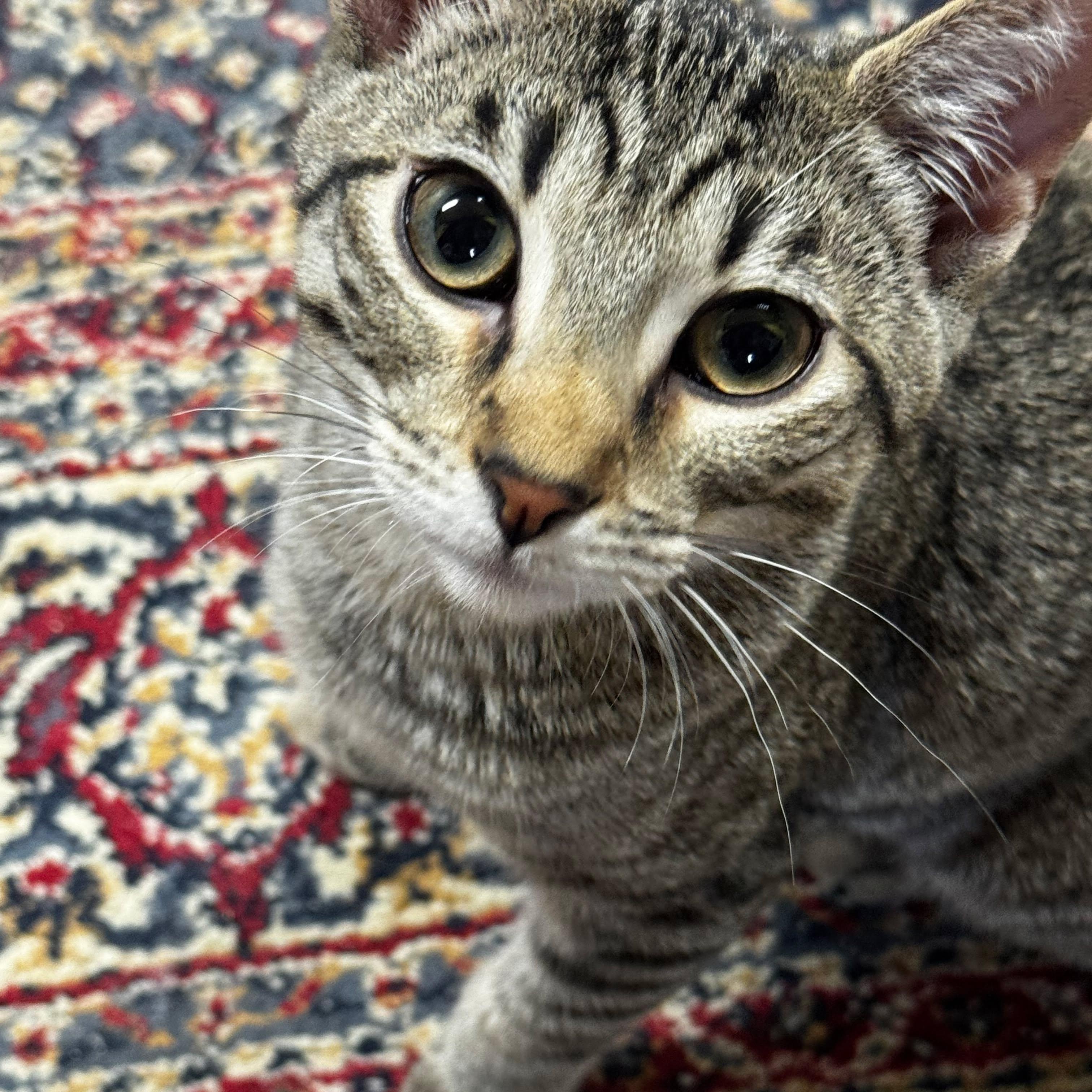 Enlarge Mo, a Adoptable Domestic Short Hair in Owatonna, MN image 6/6
