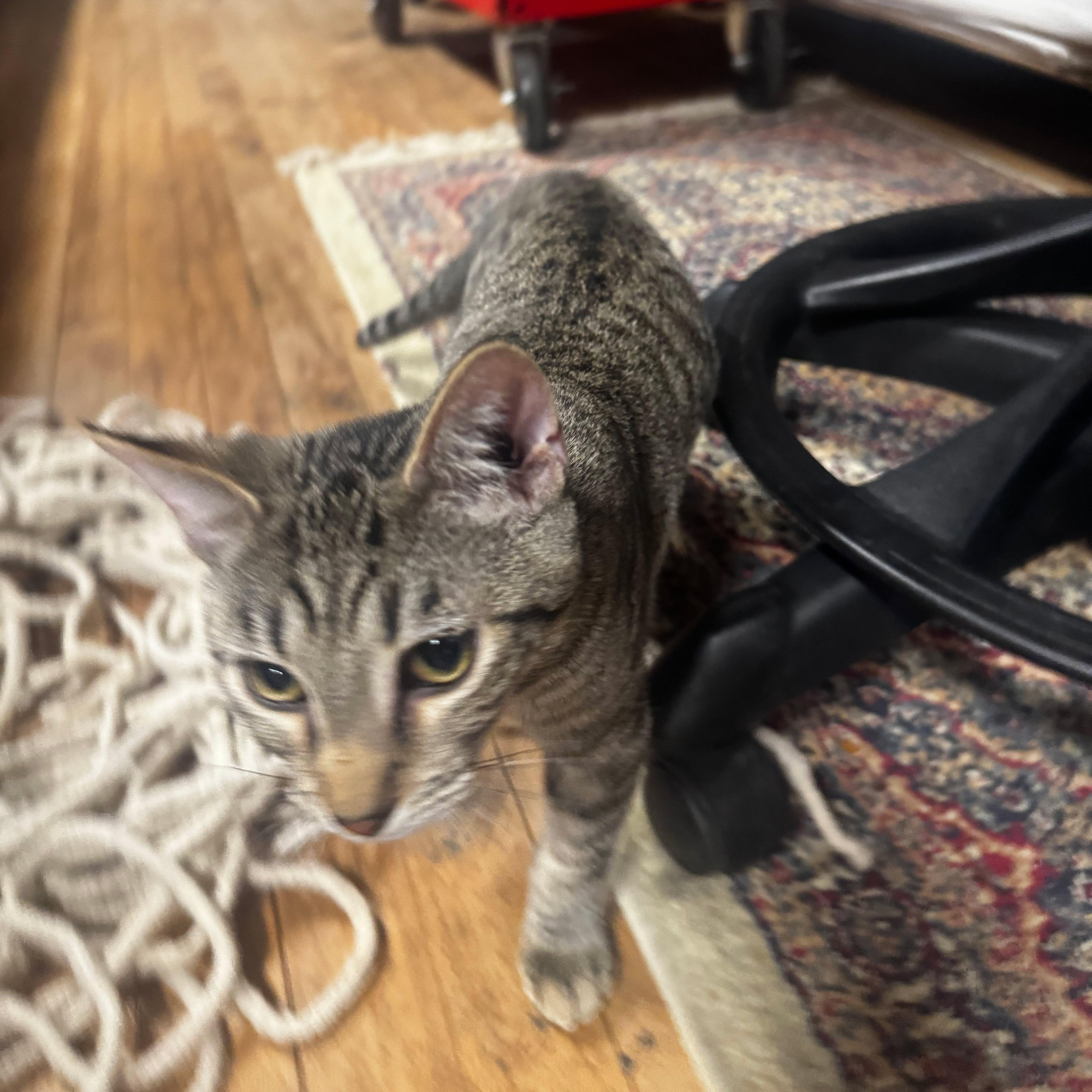 Enlarge Mo, a Adoptable Domestic Short Hair in Owatonna, MN image 5/6