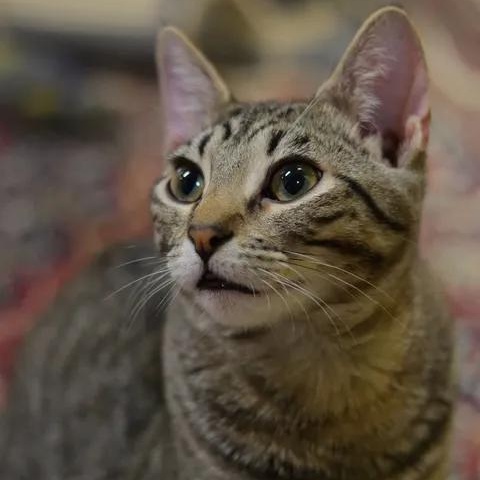 Enlarge Mo, a Adoptable Domestic Short Hair in Owatonna, MN image 4/6