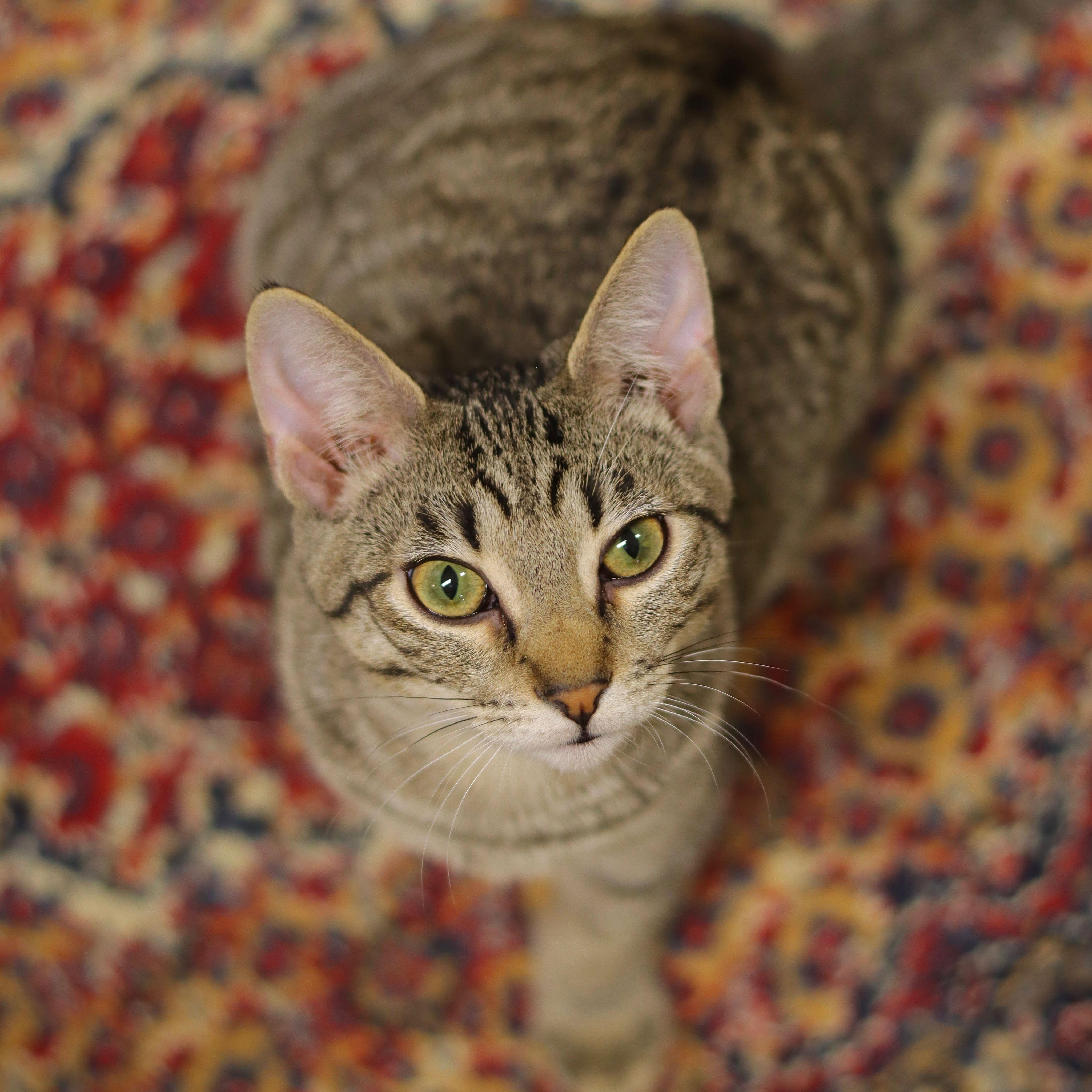 Enlarge Mo, a Adoptable Domestic Short Hair in Owatonna, MN image 3/6