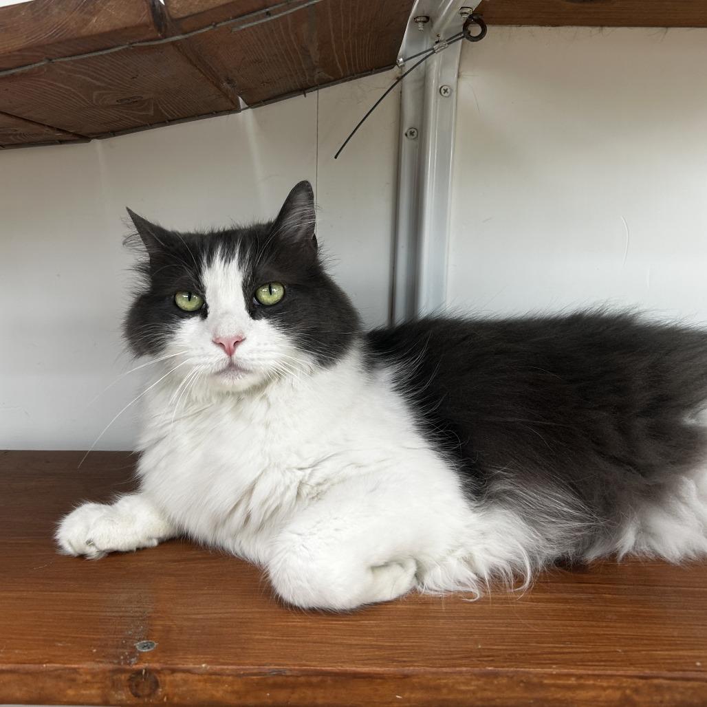 Purcy, Adoptable, Adult Male Domestic Long Hair.
