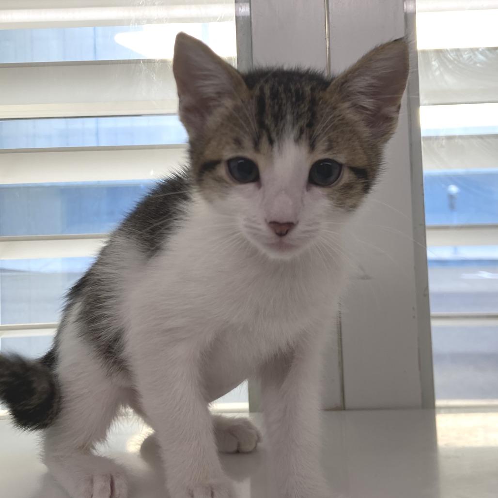 Sailor Moon, Adoptable, Kitten Female Domestic Short Hair.