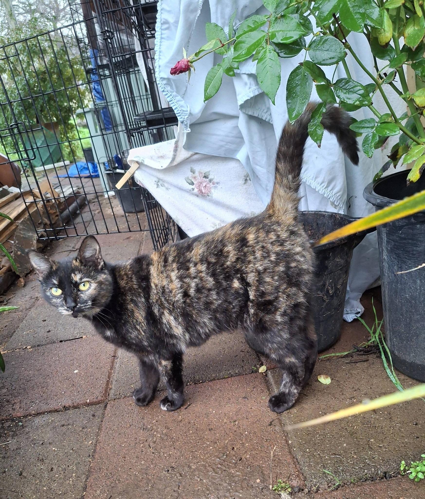 Enlarge THUMBELINA, a Adoptable Tortoiseshell in Cottonwood, CA image 2/3