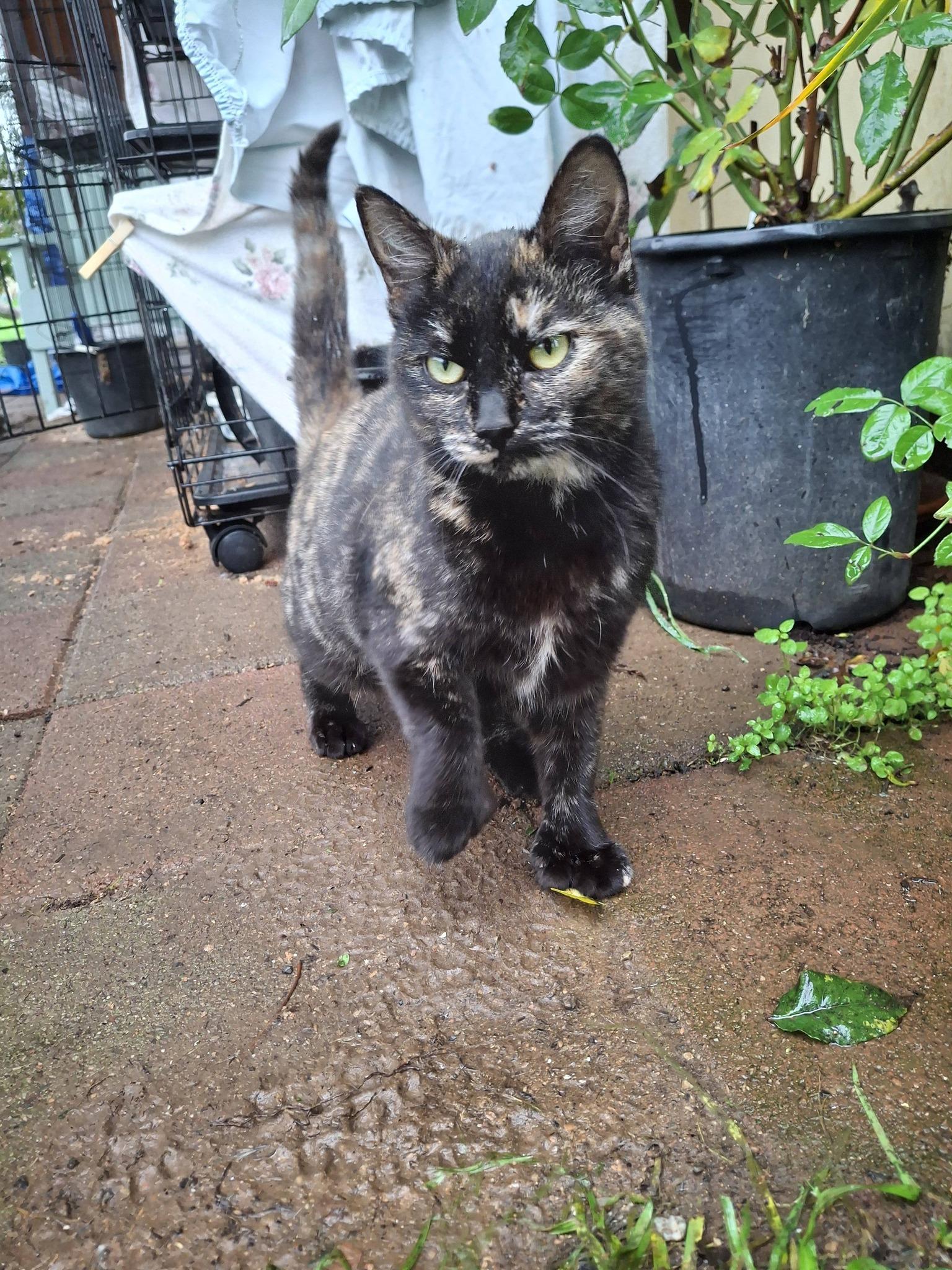 Enlarge THUMBELINA, a Adoptable Tortoiseshell in Cottonwood, CA image 3/3