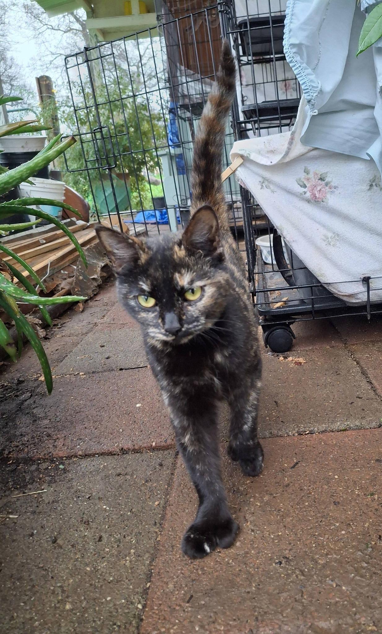 Enlarge THUMBELINA, a Adoptable Tortoiseshell in Cottonwood, CA image 1/3