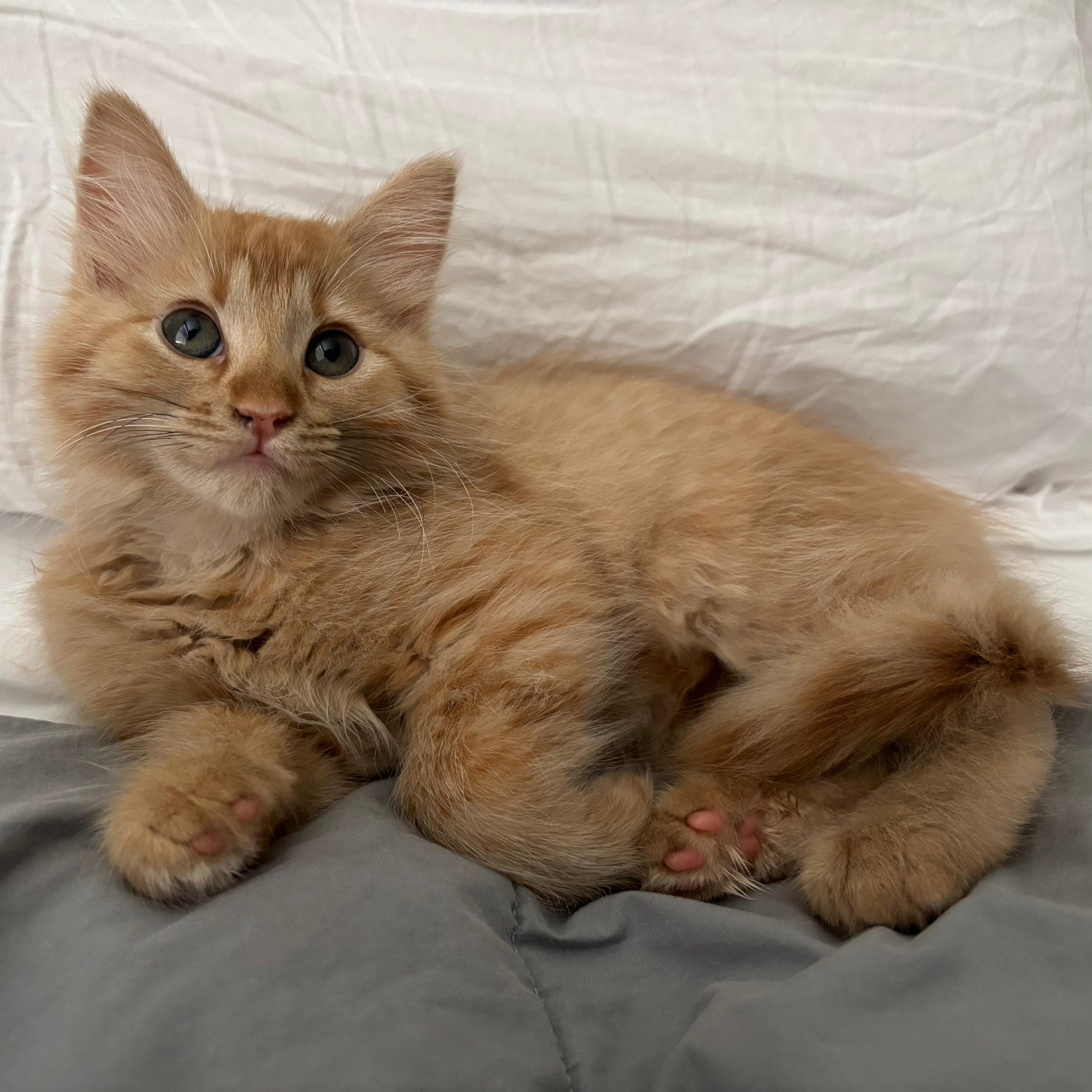 Ginger, Adopted, Kitten Female Domestic Long Hair.