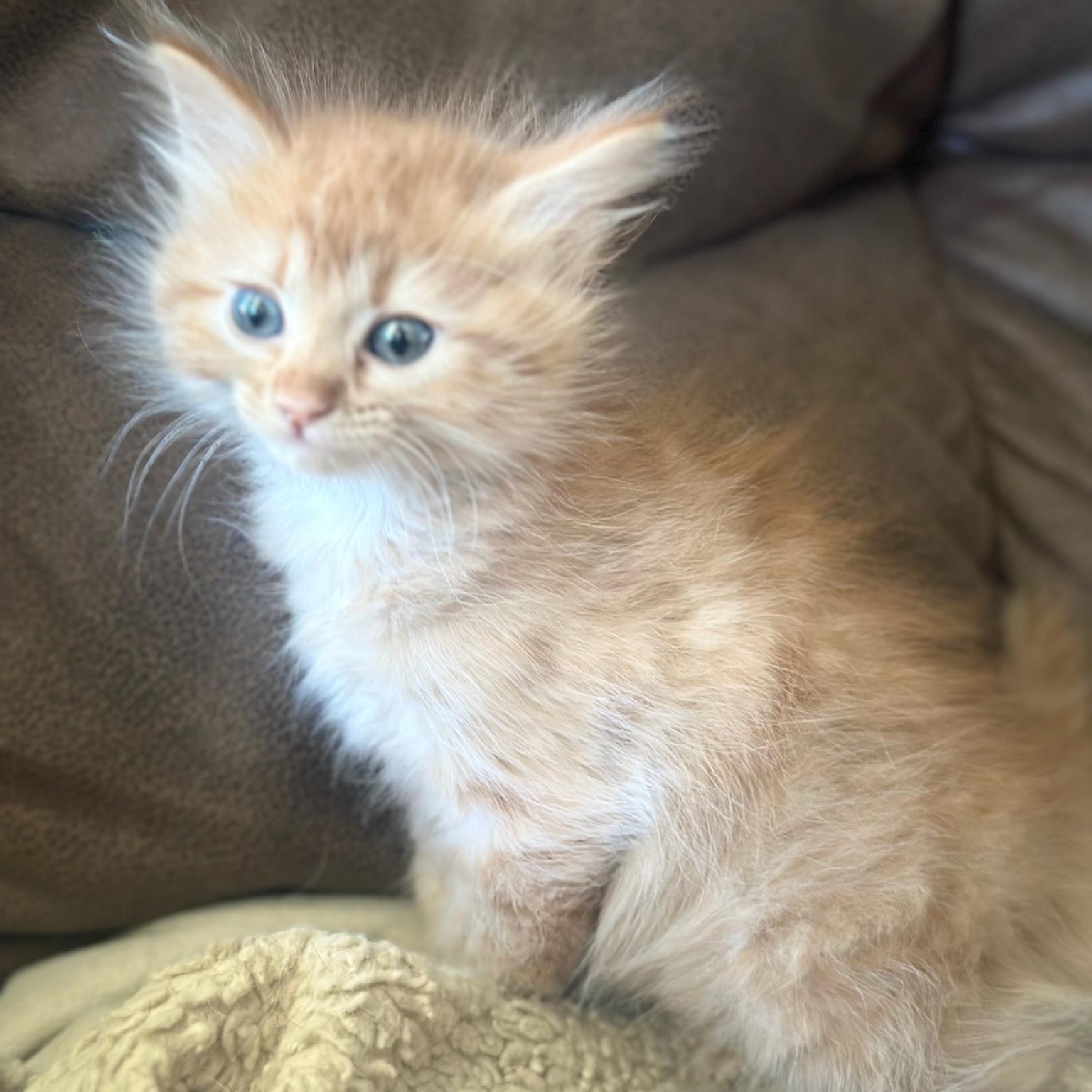 Enlarge Ginger, a Adopted Domestic Long Hair in Houston, TX image 2/5