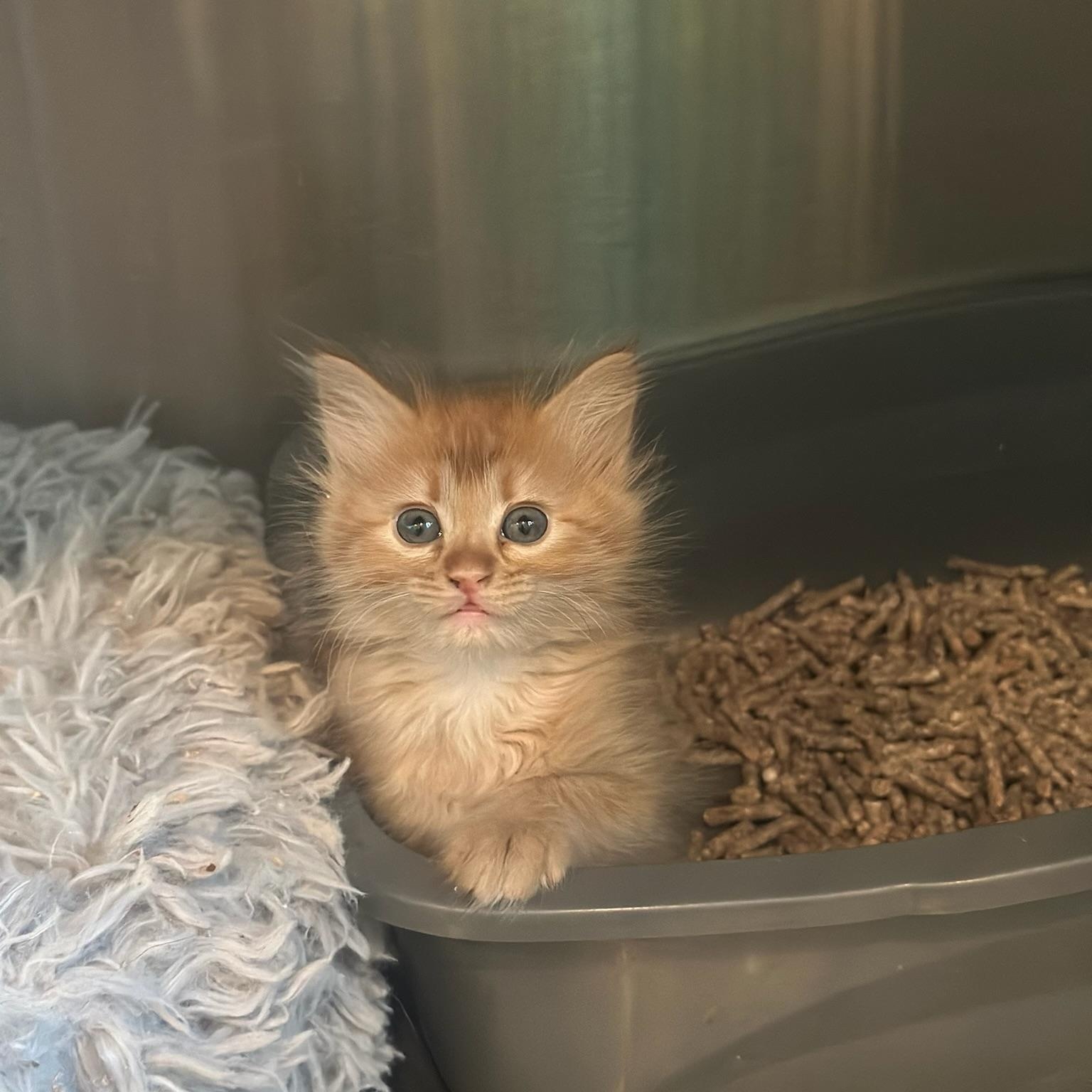 Enlarge Ginger, a Adopted Domestic Long Hair in Houston, TX image 3/5