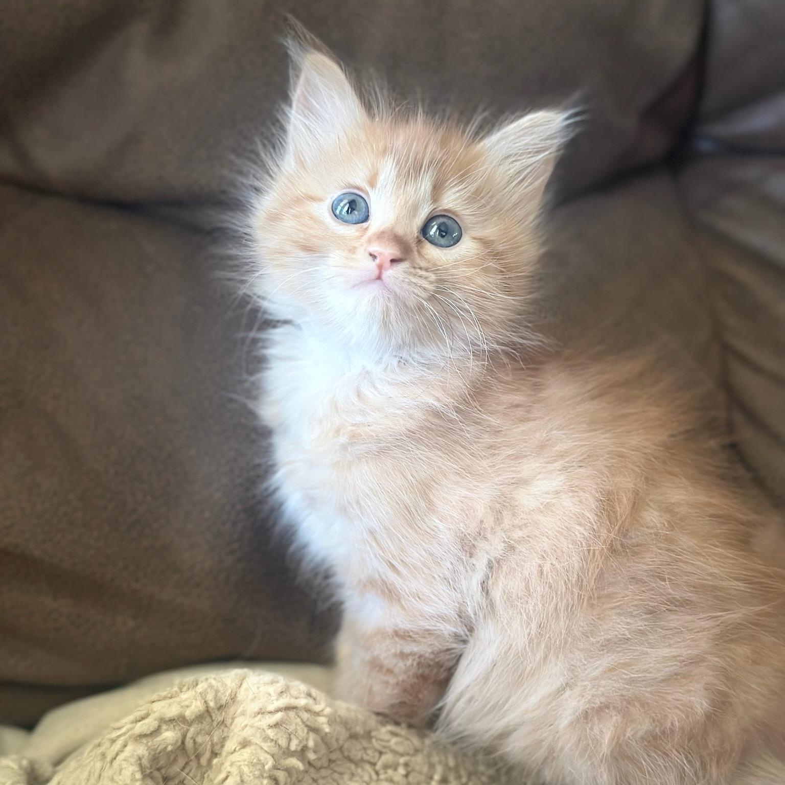 Enlarge Ginger, a Adopted Domestic Long Hair in Houston, TX image 5/5