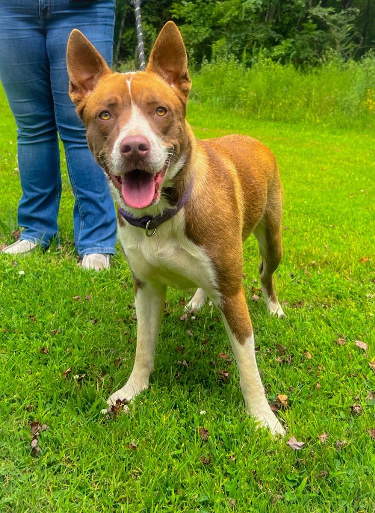 Kali, Adoptable, Adult Female Husky & Mixed Breed.