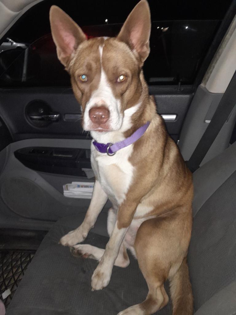 Enlarge Kali, a Adoptable mixed breed in Murray, KY image 2/6