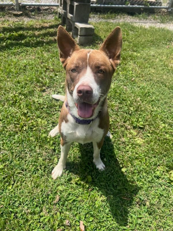 Enlarge Kali, a Adoptable mixed breed in Murray, KY image 3/6