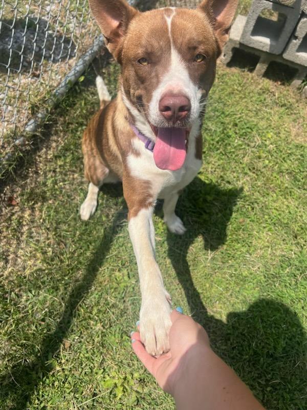 Enlarge Kali, a Adoptable mixed breed in Murray, KY image 4/6