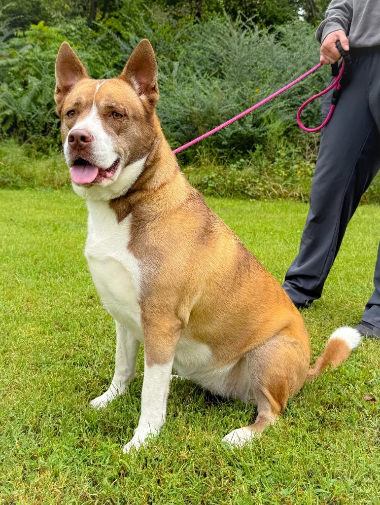 Enlarge Kali, a Adoptable mixed breed in Murray, KY image 5/6