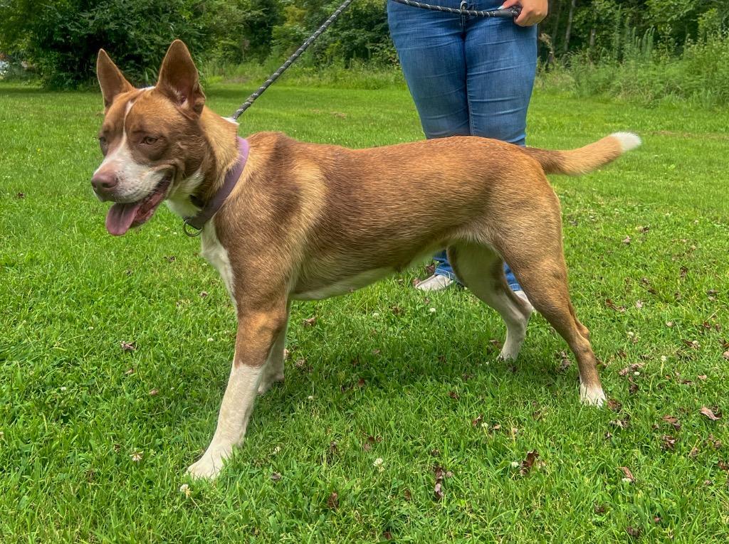 Enlarge Kali, a Adoptable mixed breed in Murray, KY image 6/6